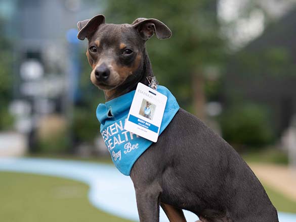 Busy Bee, a Pet Therapy dog looking at the camera