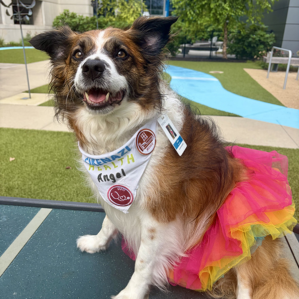 Angel The Therapy Dog