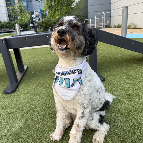 Henry The Therapy Dog