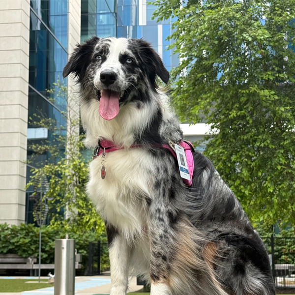 Millie The Therapy Dog